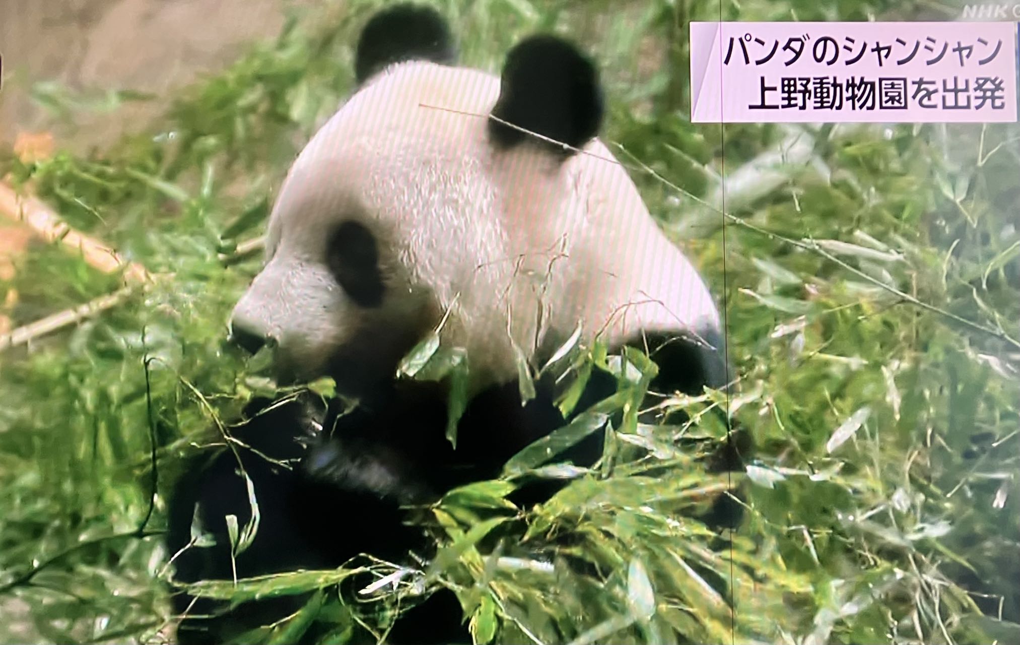 ありがとうシャンシャン】上野動物園を離れ、幸せな伴侶に巡り合うため
