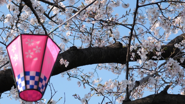 日本と中国の桜について―桜のイベント、品種などの違いをご紹介